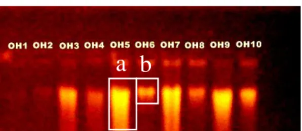 Gambar  1  Profil  pita  DNA  total  ikan  Ompok  hypophthalmus  menggunaka  1%  gel  agarosa