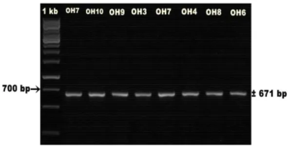 Gambar  2  Profil  fragmen  gen    COX3  Ompok  hypophthalmus  menggunakan  1,2%  gel  agarosa
