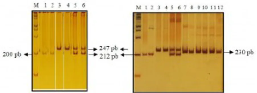 Gambar 1. Hasil amplifikasi gen 5-HTT menggunakan pasangan primer DPF 11 berdasarkan Inoue-Murayama et al
