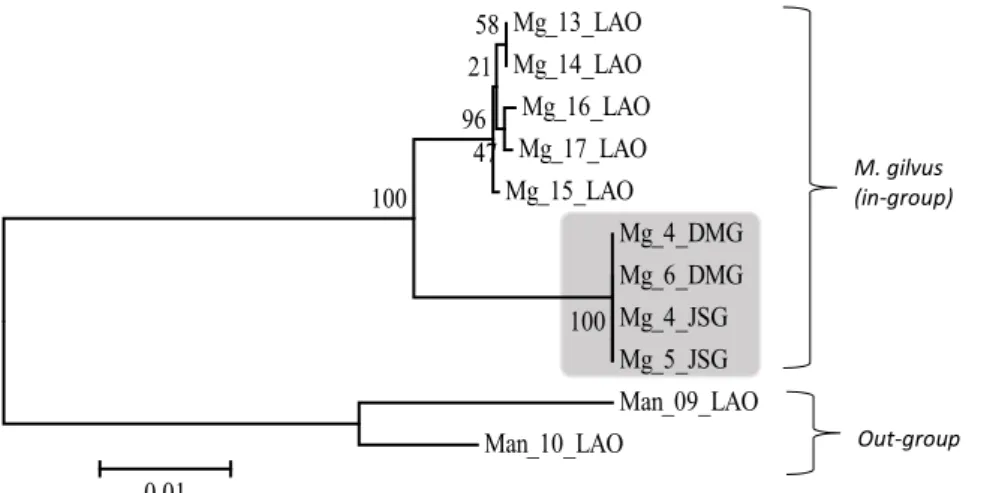 Gambar 2.  Pohon  filogenetika  antara  Macrotermes gilvus dan M. annandalei berdasarkan gen COI  menggunakan metode Neighbor-Joining dengan bootstrap 1000x.