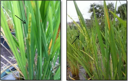 Gambar 1. Bunga tanaman padi varietas (a) IR64 dan (b) Siam Sintanur yang siap disilangkan.
