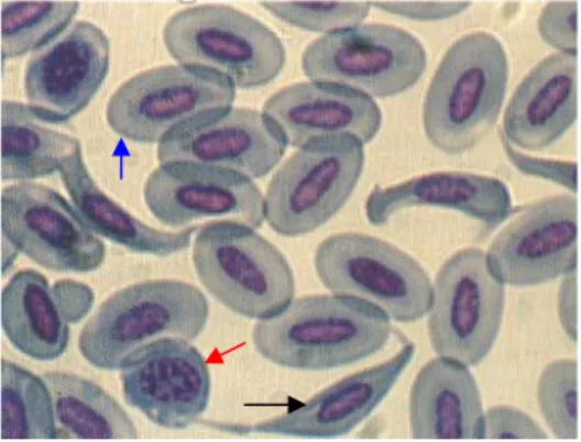Gambar 4. Eritrosit burung beo jawa (Hawkey &amp; Dennet  1989)                      Keterangan :   Tanda panah hitam: sel sabit darah merah                                              Tanda panah biru : eritrosit 