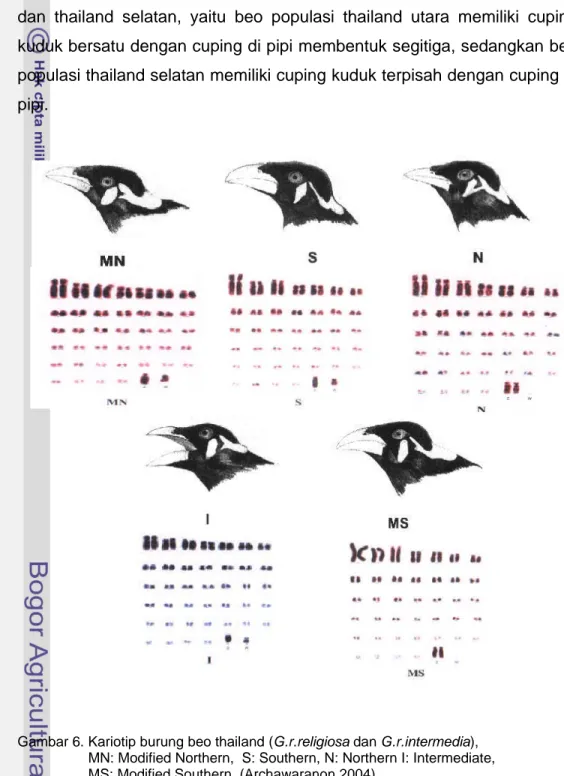 Gambar 6. Kariotip burung beo thailand (G.r.religiosa dan G.r.intermedia),                     MN: Modified Northern,  S: Southern, N: Northern I: Intermediate,                    MS: Modified Southern  (Archawaranon 2004)