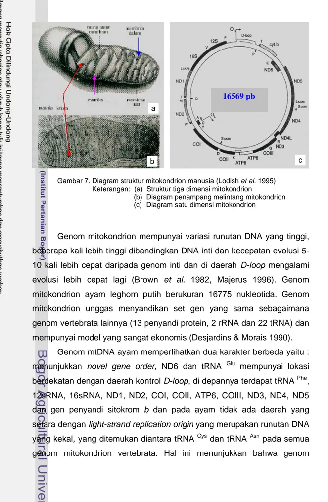 Gambar 7. Diagram struktur mitokondrion manusia (Lodish et al. 1995)       Keterangan:  (a)  Struktur tiga dimensi mitokondrion 