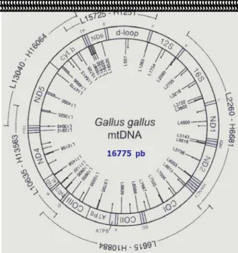 Gambar 8. Genom mitokondrion Gallus gallus (Sorenson  2003) 