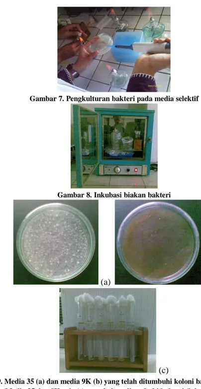 Gambar 7. Pengkulturan bakteri pada media selektif 