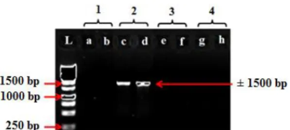 Gambar  2.  Profil  pita  DNA  hasil  optimasi  volume  DNA  template.  Keterangan:  (L)  Ladder,  (a  dan  b)  Mangifera  sp.1,  (c  dan  d)  M