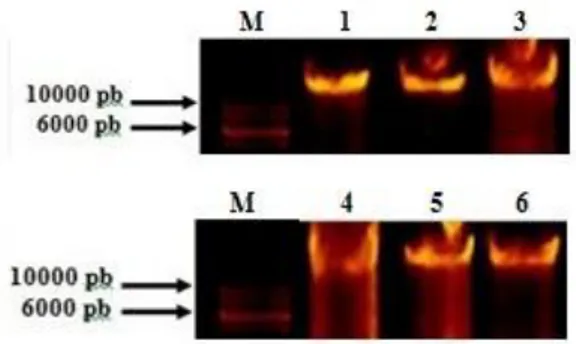 Gambar 1  Pita DNA total dari ubi kayu  keriting.    Keterangan:  (M)  1  kb  DNA  ladder  (Thermo  Scientific),  (1)  variegata-1,  (2) 2, (3)  variegata-3, (4) 1, (5)  keriting-2, (6) keriting-3 