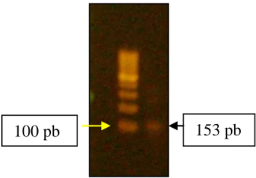 Gambar  1.    Profil  DNA  total  Ompok  hypophthalmus  dari  Sungai  Kampar  menggunakan  gel  agarose 1% 