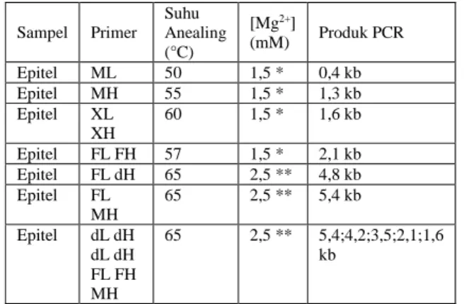 Tabel 1.  Kondisi  optimal  beberapa  fragmen  hasil PCR  Sampel  Primer  Suhu  Anealing  (°C)  [Mg 2+ ] (mM)  Produk PCR  Epitel  ML   50  1,5 *  0,4 kb  Epitel  MH  55  1,5 *  1,3 kb  Epitel  XL  XH  60  1,5 *  1,6 kb  Epitel  FL FH  57  1,5 *  2,1 kb  E