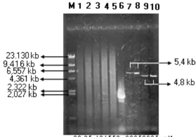 Gambar 2.  Pengaruh  konsentrasi  ion  Mg 2+