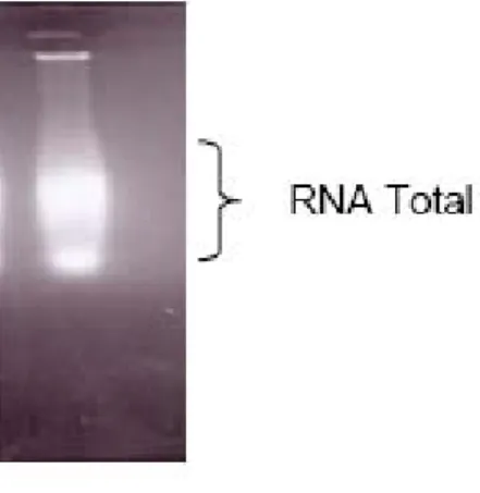 Gambar 1. Hasil elektroforesis 5µl sampel total RNA batang tebu pada 1% gel Agarose 