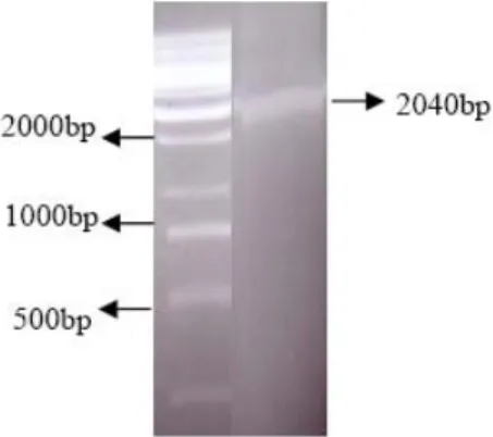 Gambar 2.  A. Hasil elektroforesis PCR yang dicat dengan Ethidium Bromide,   menggunakan primer SUT-F  dan SUT-R, pada 1 % gel agarose
