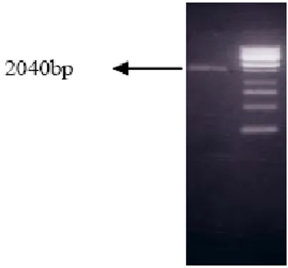 Gambar 3. Hasil elektroforesis Isolasi DNA dengan metode Ekstraksi Phenol pada 1% 