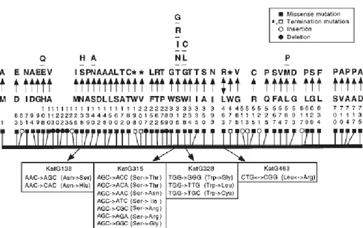Gambar 5. Polimorfisme protein KatG pada M. tuberculosis INH R . Varian asam amino diberi nomor secara  vertikal