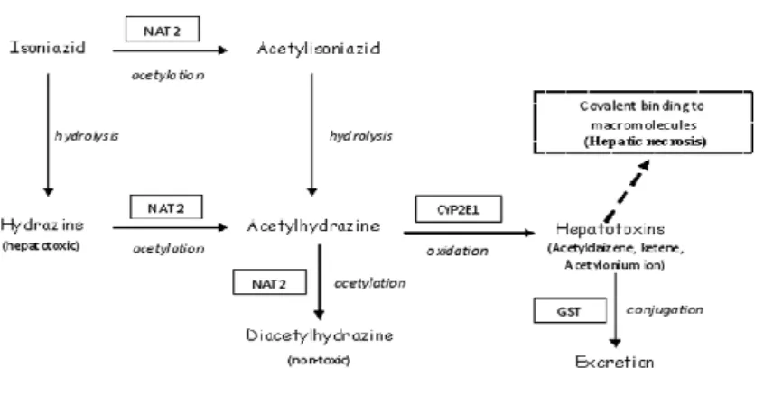 Gambar 3. Alur metabolisme INH dan enzim – enzim utama yang terlibat (terdapat didalam tanda kotak)
