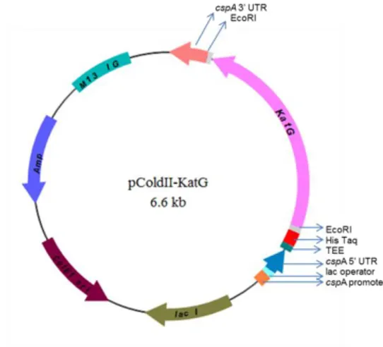 Gambar 2.Hasil pelisisan dan purifikasi ekspresi  protein  rekombinan  KatG.  Lajur  M,  marka  protein;  1,  kultur  tanpa  penambahan  IPTG;  2,  pelet  hasil  pelisisan  membran  sel  E.coli;  3,  supernatan  hasil  pelisisan  membran  sel  E.coli; 