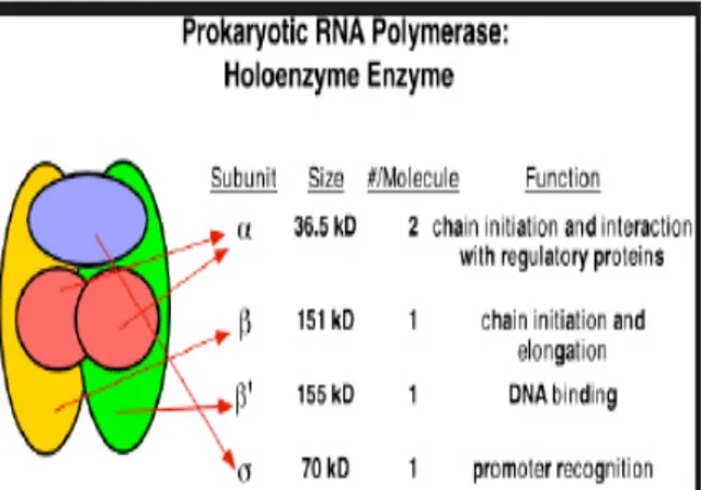 Gambar 1. Genom, transkripsi dan poliprotein gen rpoB.