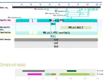 Gambar 3. Putative conserved domains protein RNAP sub- sub-unit beta M. tuberculosis. A; berdasarkan analisis program 