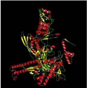 Gambar 13. Perubahan struktur protein akibat mutasi  yang terjadi yang ditandai dengan daerah kuning 
