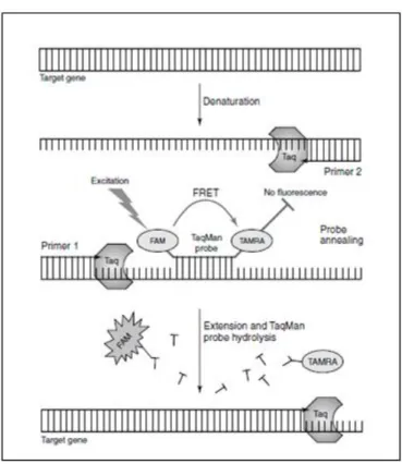 Gambar 2.2 Diagram Skematik Prinsip Kerja Real-Time PCR Menggunakan  TaqMan probe (McPherson dan Moller, 2006) 