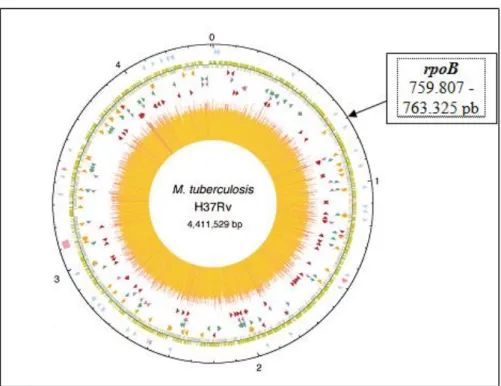 Gambar 2.1 Genom Lengkap M. tuberculosis H37Rv (Smith, 2003)    