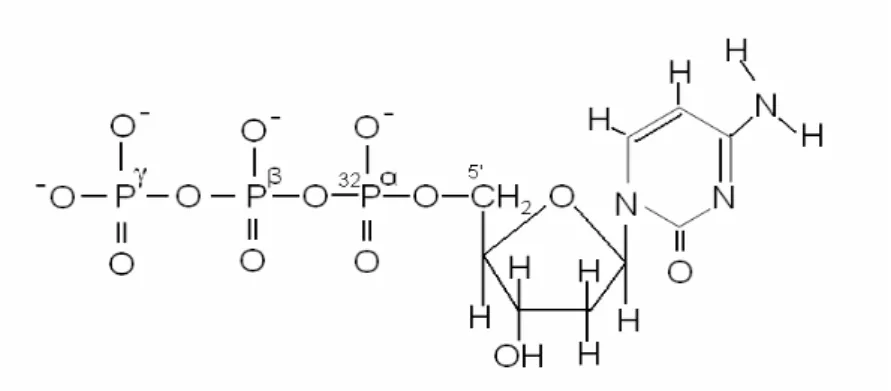 Gambar 1. Isotop  32 P Dalam Gugus Alfa Deoxy Cytocin Tri Phosphat [9]