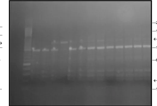 Gambar 3.  Hasil analisis PCR-RAPD isolat klinik M. tuberculosis yang diamplifikasi  dengan primer OPN-09  :  M = Marker   100 bp , 1–6 =  isolat resisten  rifampisin/RIF  (ukuran  600-1500bp),  dan  7–13=isolat  resisten  isoniazid /INH (ukuran 600-1000bp