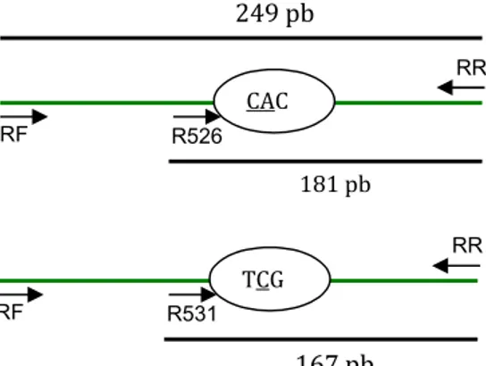 Gambar 1.  Skema target PCR multipleks spesifik alel rpoB526 dan rpoB531. (A) PCR-rpoB526
