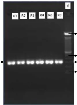 Gambar  1.1.  Elektroforegram  produk  PCR  hasil  optimasi  primer.  M: 