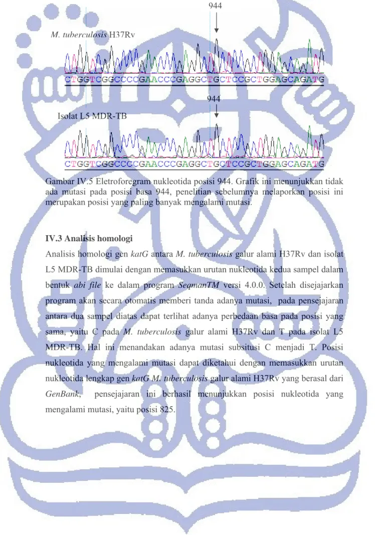 Gambar IV.5 Eletroforegram nukleotida posisi 944. Grafik ini menunjukkan tidak  ada mutasi pada posisi basa 944, penelitian sebelumnya melaporkan posisi ini  merupakan posisi yang paling banyak mengalami mutasi