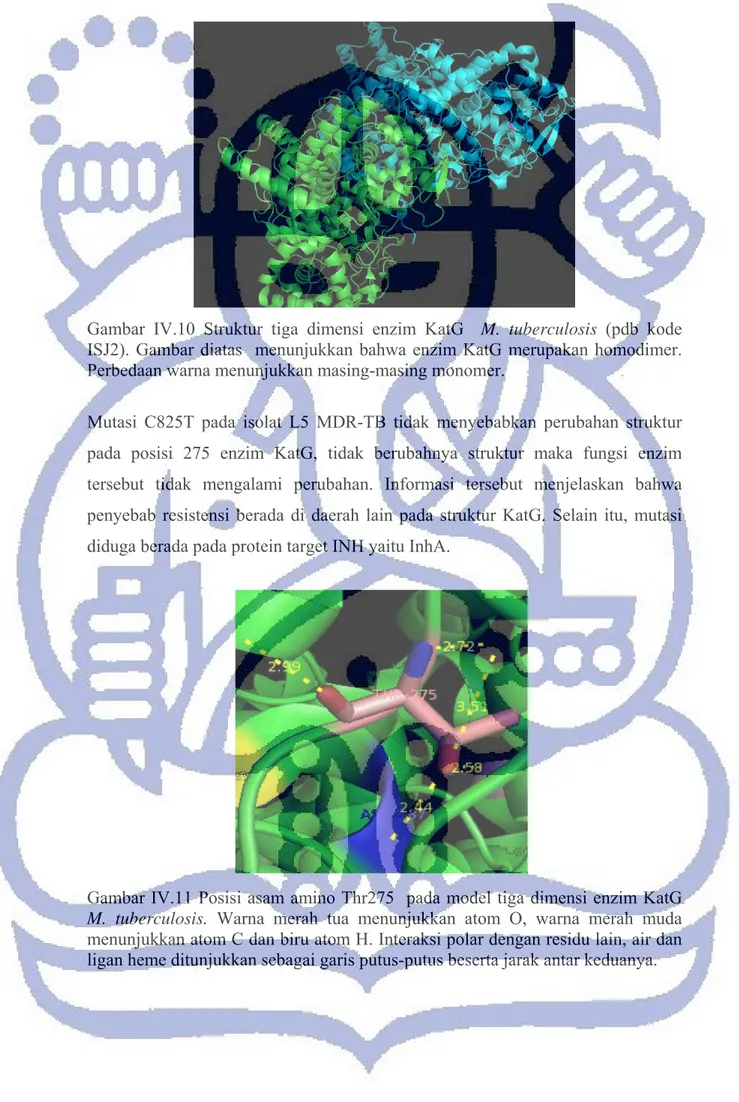 Gambar IV.10 Struktur tiga dimensi enzim KatG  M. tuberculosis (pdb kode  ISJ2). Gambar diatas  menunjukkan bahwa enzim KatG merupakan homodimer