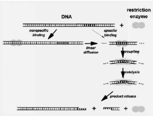 Gambar 2.4 Mekanisme  pemotongan  DNA  oleh  enzim  restriksi  (Pingoud  dan Jelstch, 2001)