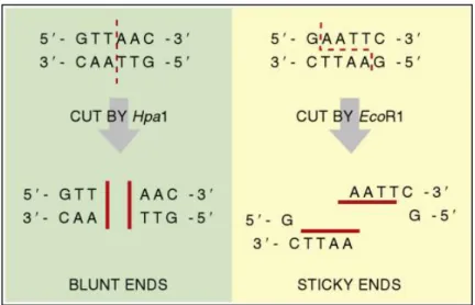 Gambar 2.5 Pemotongan enzim restriksi tipe II pada untai DNA (Clark dan Pazdernik, 2015)