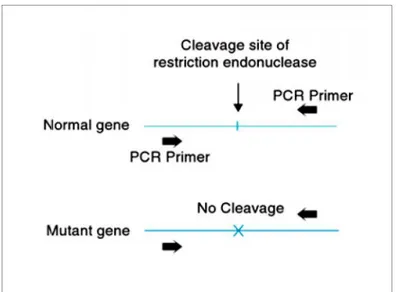 Gambar 2.7 Mutasi gen yang menyebabkan inaktivasi situs pengenalan enzim restriksi (Burns et al., 2007)