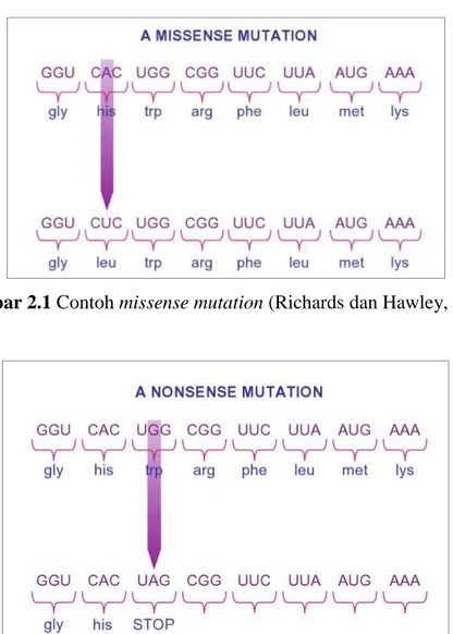 Gambar 2.2 Contoh nonsense mutation (Richards dan Hawley, 2011)