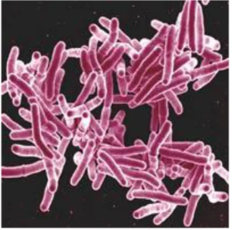 Gambar 2.1 Struktur Morfologi M. tuberculosis (Goldstein, 2011)  