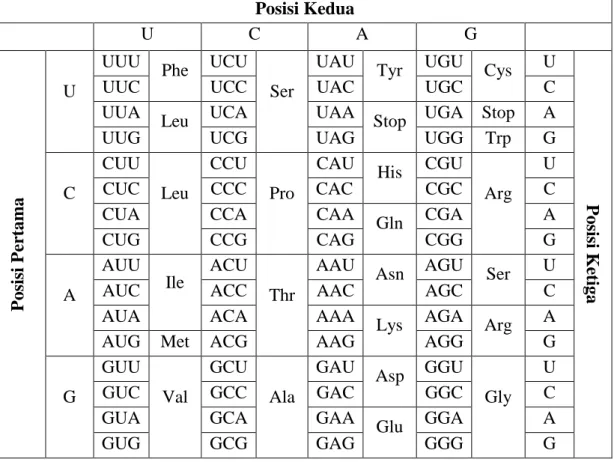 Tabel 2.1 Kode Genetik Universal (Schleif, 1993)  Posisi Kedua 