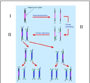 Gambar 2.6  Tahapan Proses Amplifikasi PCR (Zador, 2011) 