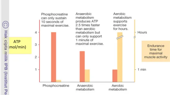 Gambar 2. ATP dibandingkan dengan ketahanan maksimal otot saat berolahraga 