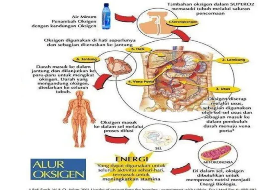 Gambar 3 Penyerapan oksigen di dalam saluran pencernaan (Pakdaman 1985)