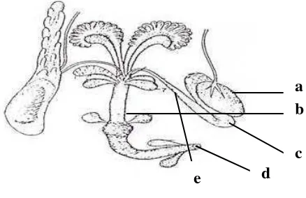 Gambar 1. Sistem Reproduksi Mencit Jantan (Mus musculus L.) 