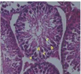 Gambar 2.  Penampang histologi testis mencit ( Mus musculus L.) (Sumber : Intani, 2010) 