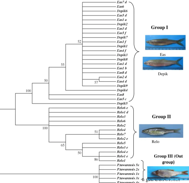 Gambar 4. Nilai gonadosomatik indek ikan depik dan hubungannya  dengan curah hujan (Muchlisin et al., 2010b)