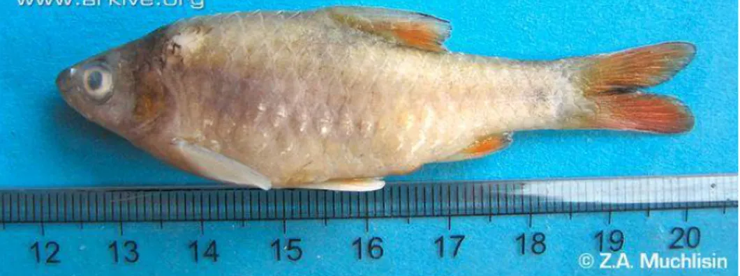 Gambar 2.1 Ikan kawan (Poropuntius tawarensis)  2.2.  Kriopreservasi 