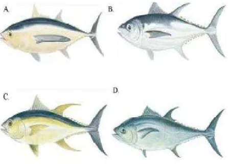 Gambar 6. Ikan Tuna (sumber : Schultz (2000) dalam Widiastusti (2008)) 