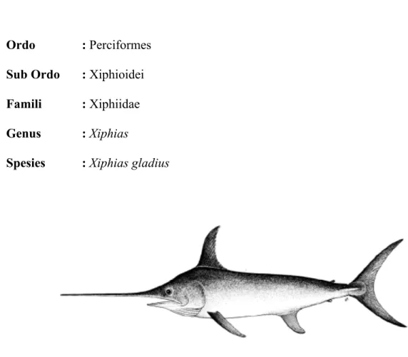 Gambar 2.1.  Ilustrasi ikan pedang (Xiphias gladius) (Nakamura, 1985) 