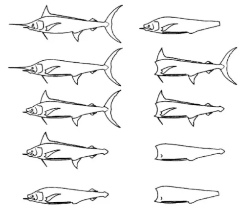 Gambar 2.3.    Beberapa  metode  dalam  pemrosesan  ikan  berparuh  (Sumber: 