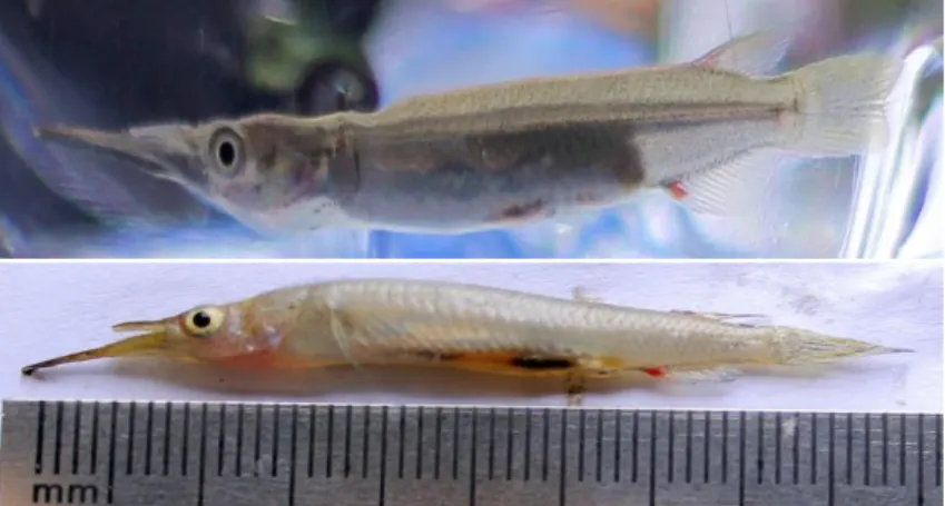 Gambar 1. Ikan julung-julung Dermogeny sp. Hidup (atas),  dan kondisi mati (bawah) 