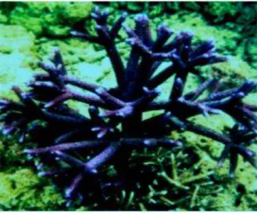Foto Acropora digitate 